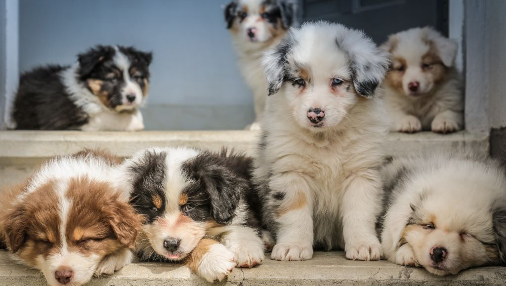 How Can You Reduce Your Dog s Shedding 